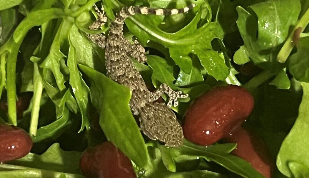 Lebender Gecko in Packung mit Rucola-Salat gefunden Lebender Gecko in Packung mit Rucola-Salat gefunden