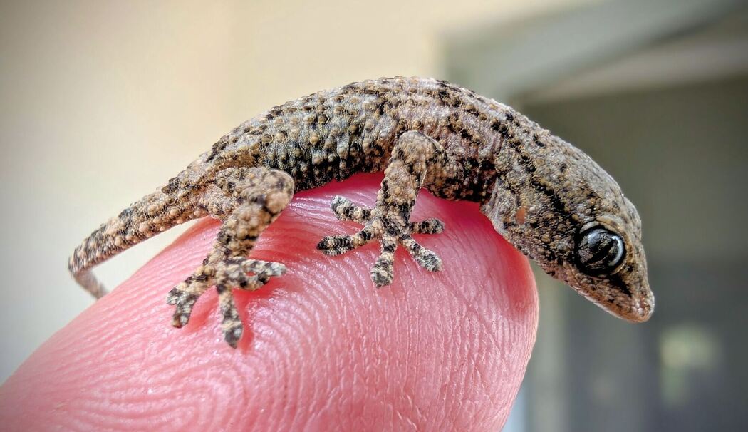 Lebender Gecko in Packung mit Rucola-Salat gefunden