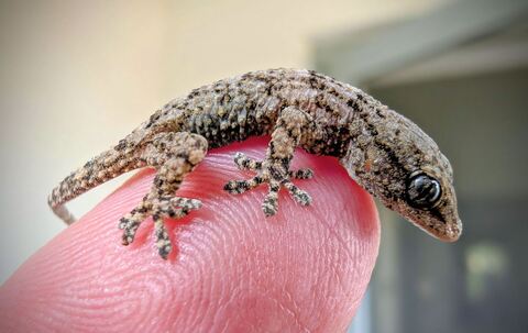 Lebender Gecko in Packung mit Rucola-Salat gefunden