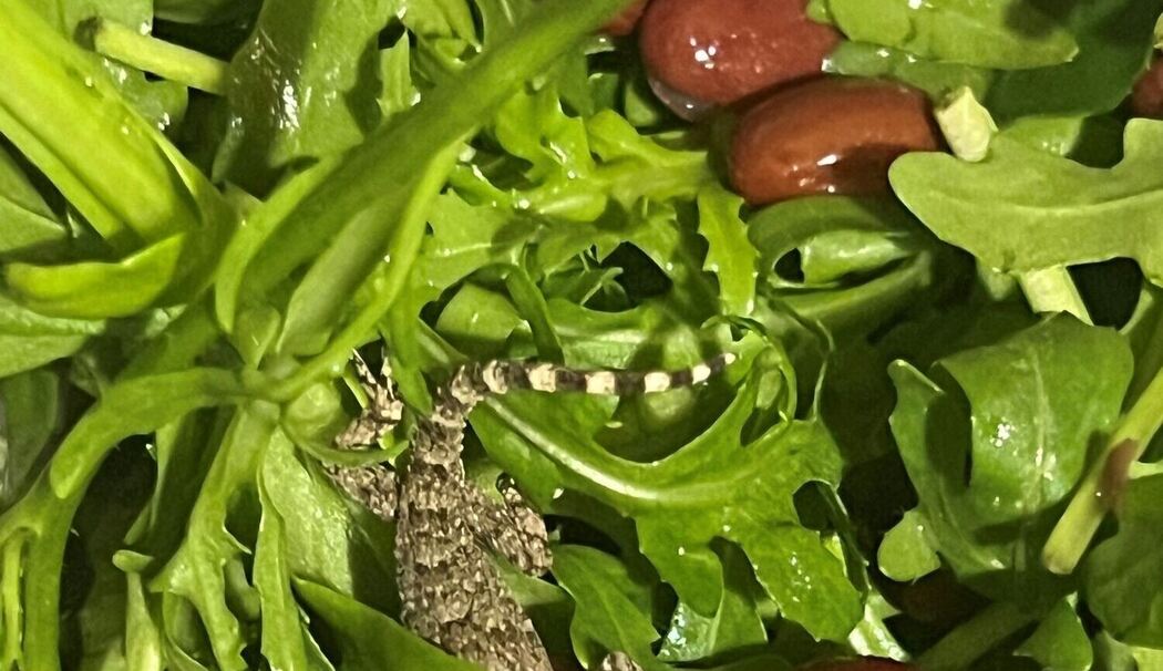 Lebender Gecko in Packung mit Rucola-Salat gefunden