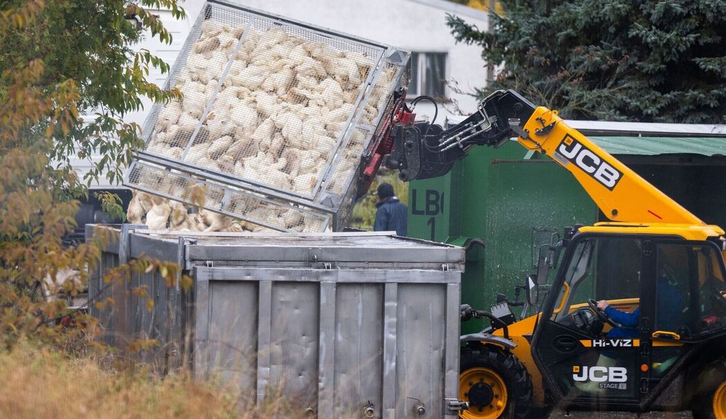 Vogelgrippe in Brandenburg Vogelgrippe in Brandenburg