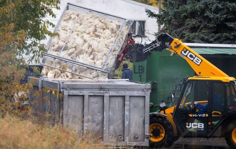 Vogelgrippe in Brandenburg