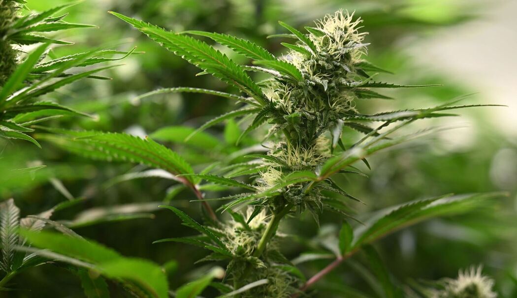 Symbolbild Cannabis-Anbau Symbolbild Cannabis-Anbau