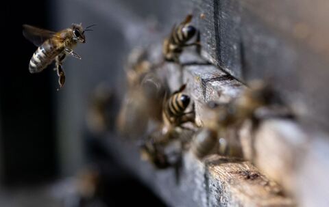 Bienen Bienen