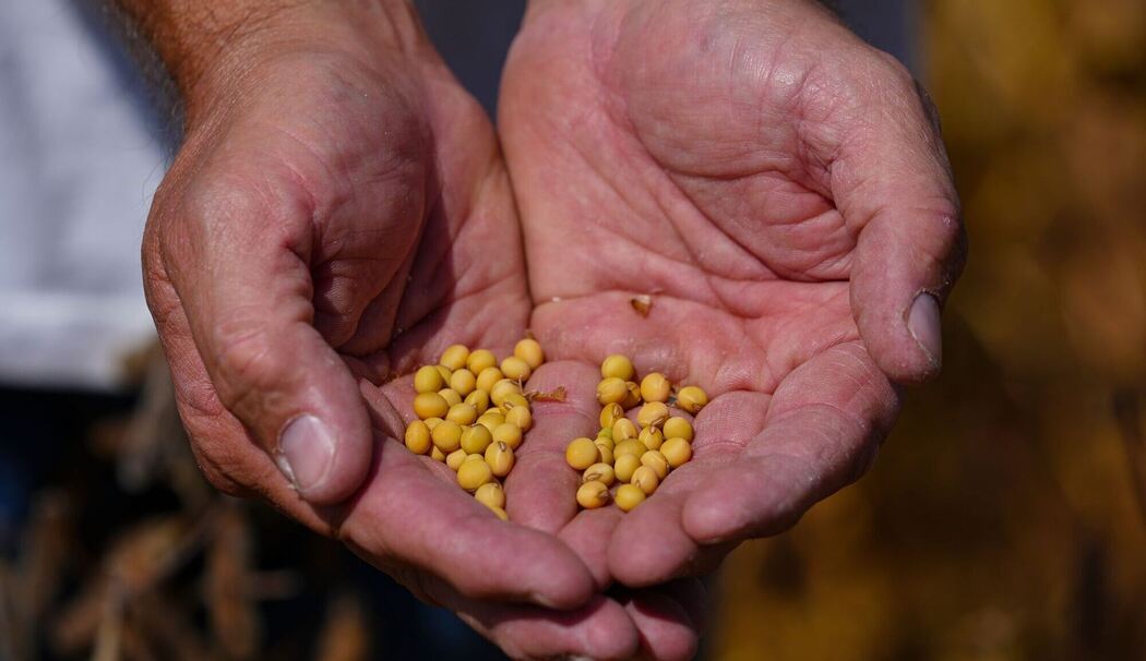 Sojabohnenernte in den USA Sojabohnenernte in den USA