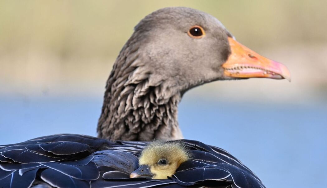 Graugänse Graugänse