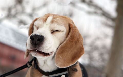 Ein Beagle verzieht nach einem Schneeball die Schnauze