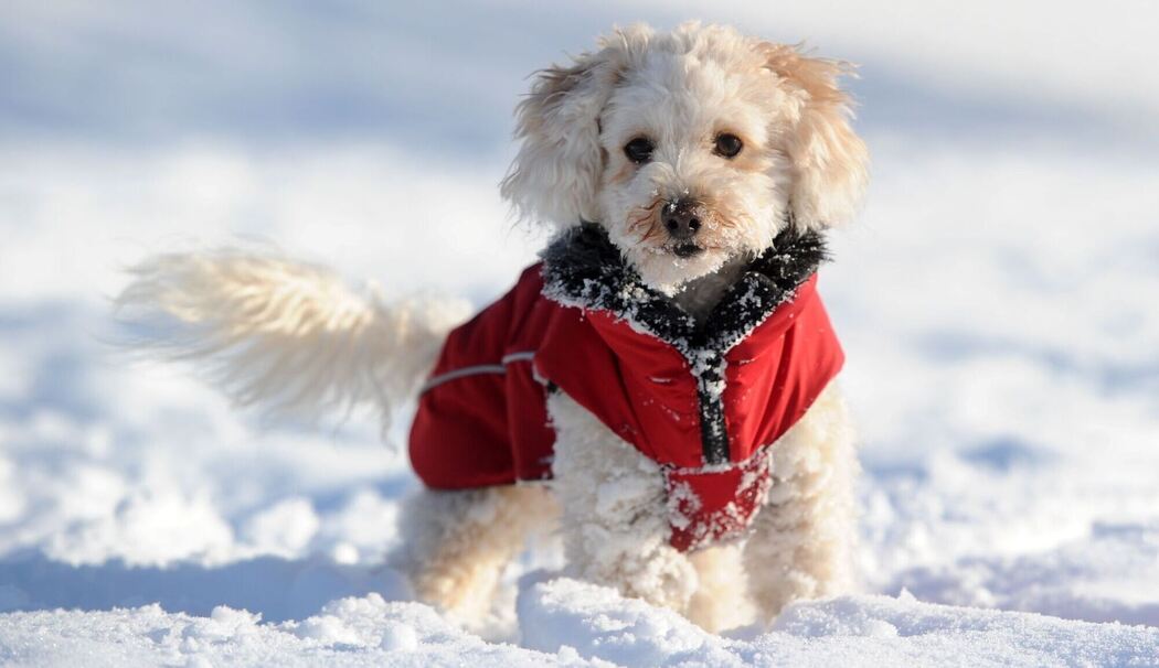 Gassigehen: Haaröl hilft Hunden beim Schneespaziergang Gassigehen: Haaröl hilft Hunden beim Schneespaziergang
