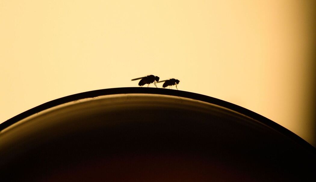 Fruchtfliegen sitzen auf einem Weinglas Fruchtfliegen sitzen auf einem Weinglas