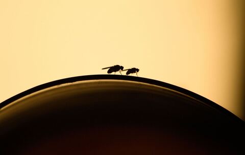 Fruchtfliegen sitzen auf einem Weinglas