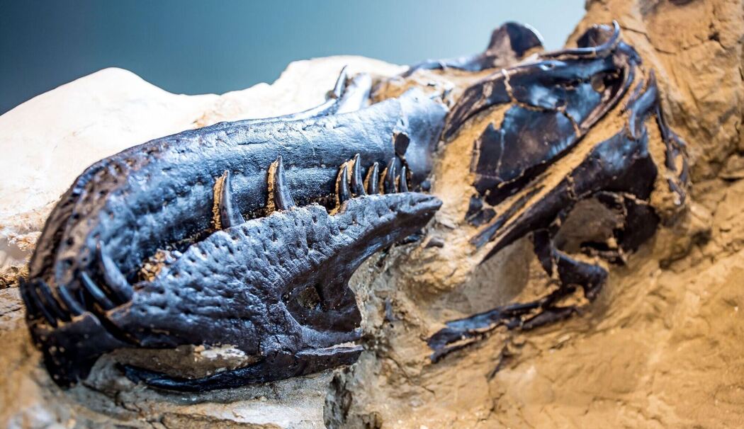 Rätsel um Tyrannosaurus rex gelöst Rätsel um Tyrannosaurus rex gelöst