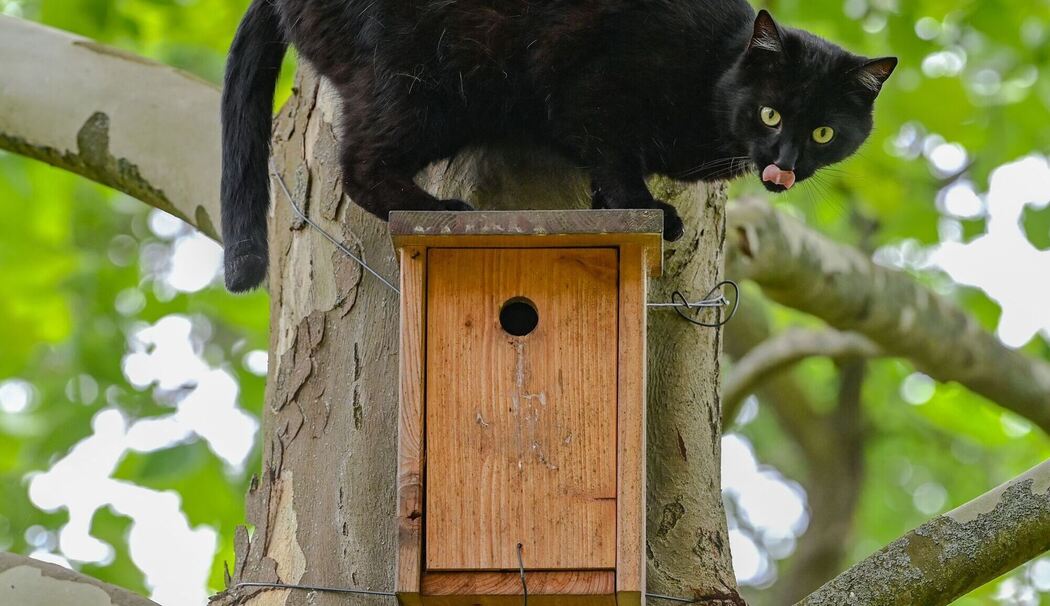 Kater ist auf der Jagd nach Vögeln auf einem Nistkasten zu sehen