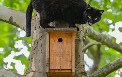 Kater ist auf der Jagd nach Vögeln auf einem Nistkasten zu sehen