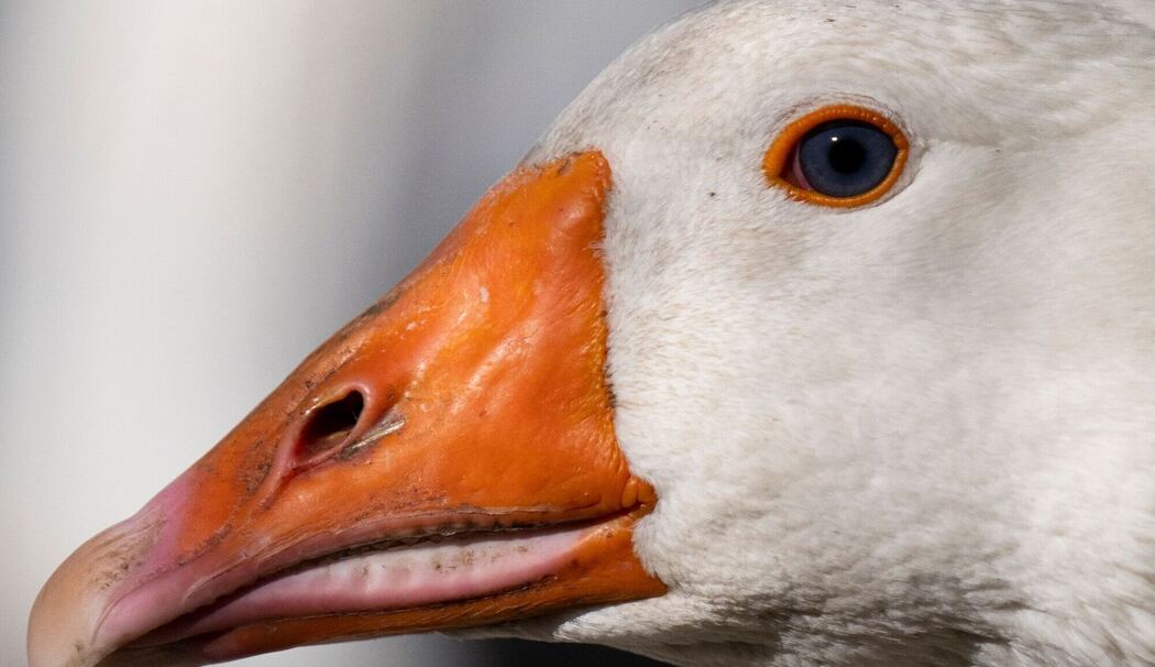 Geflügelzüchter in Angst vor Vogelgrippe Geflügelzüchter in Angst vor Vogelgrippe
