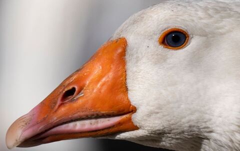 Geflügelzüchter in Angst vor Vogelgrippe