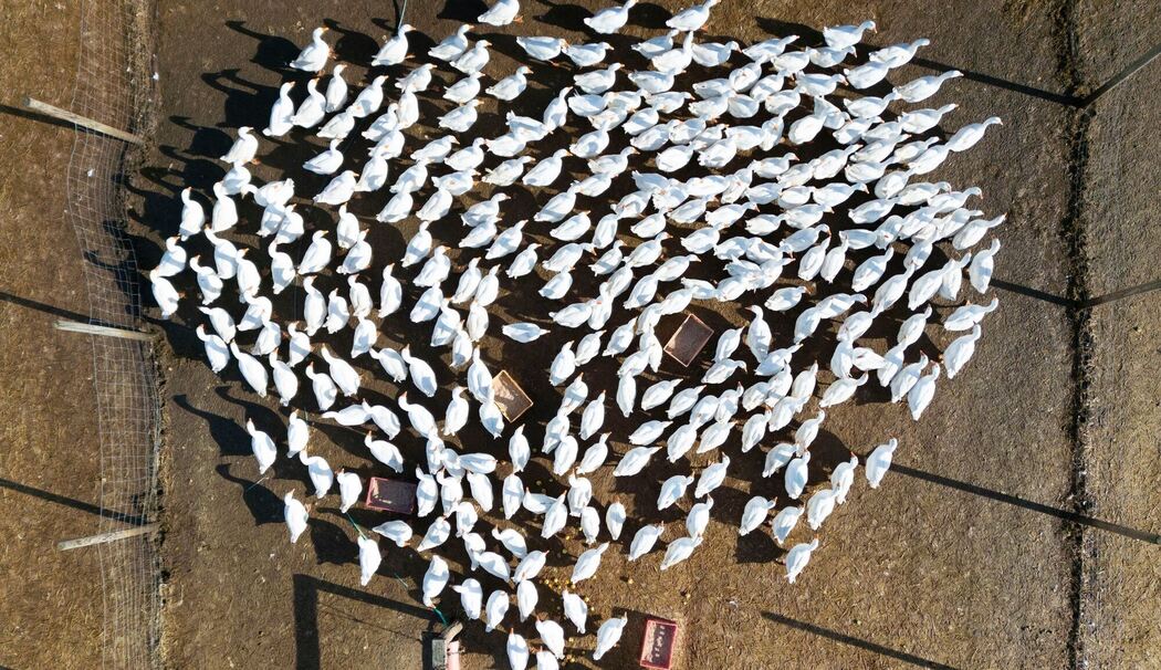 Geflügelzüchter in Angst vor Vogelgrippe Geflügelzüchter in Angst vor Vogelgrippe