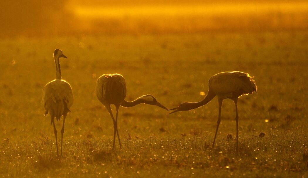 Vogelgrippe in Niedersachsen - Kraniche Vogelgrippe in Niedersachsen - Kraniche