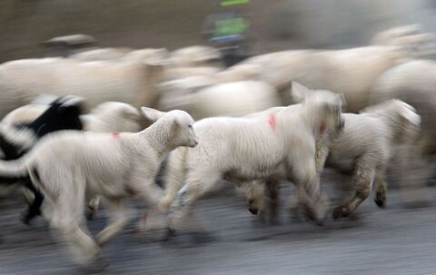 Schafherde mit Lämmern Schafherde mit Lämmern