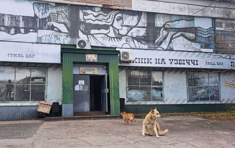 Straßenhunde in Tschernobyl