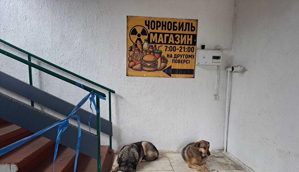 Straßenhunde in Tschernobyl Straßenhunde in Tschernobyl