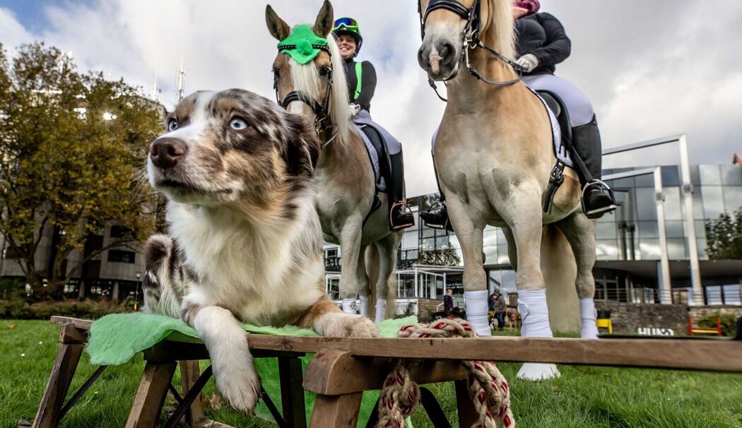 Vor der Besuchermesse «Hund & Pferd»