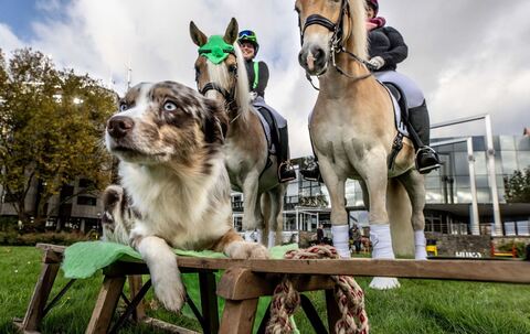 Vor der Besuchermesse «Hund &amp; Pferd»