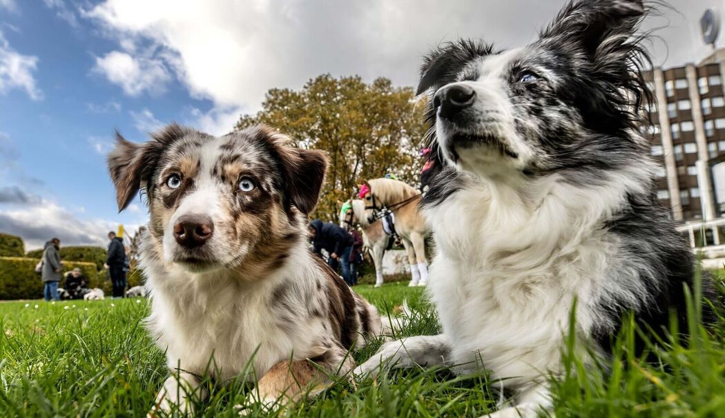 Vor der Besuchermesse «Hund & Pferd»