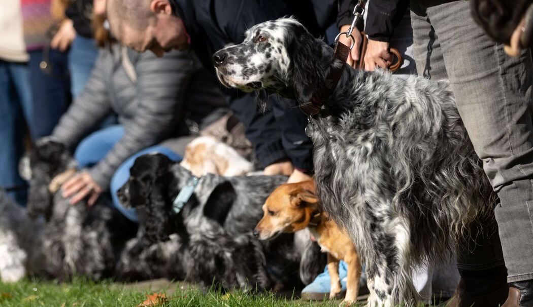Vor der Besuchermesse «Hund & Pferd»