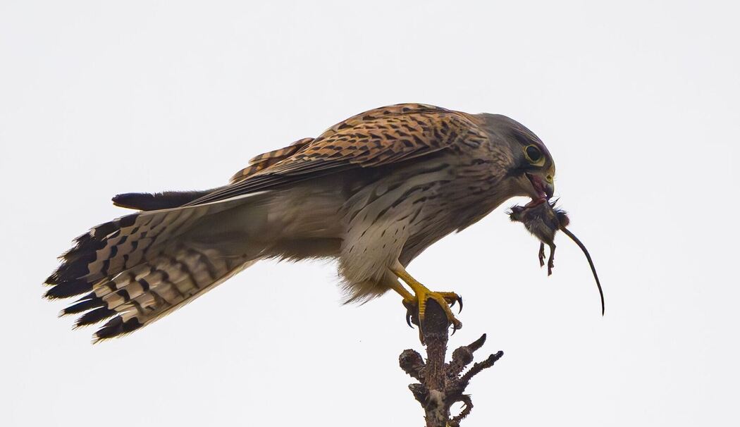Turmfalke auf Beutejagd Turmfalke auf Beutejagd