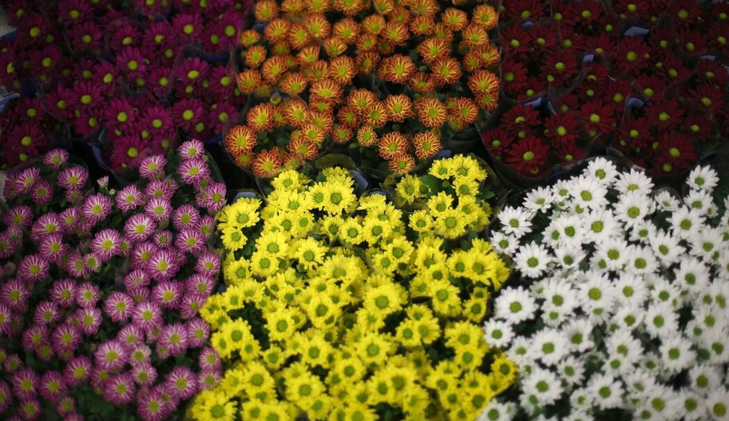 Beet mit Chrysanthemen Beet mit Chrysanthemen