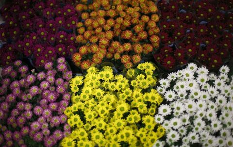 Beet mit Chrysanthemen