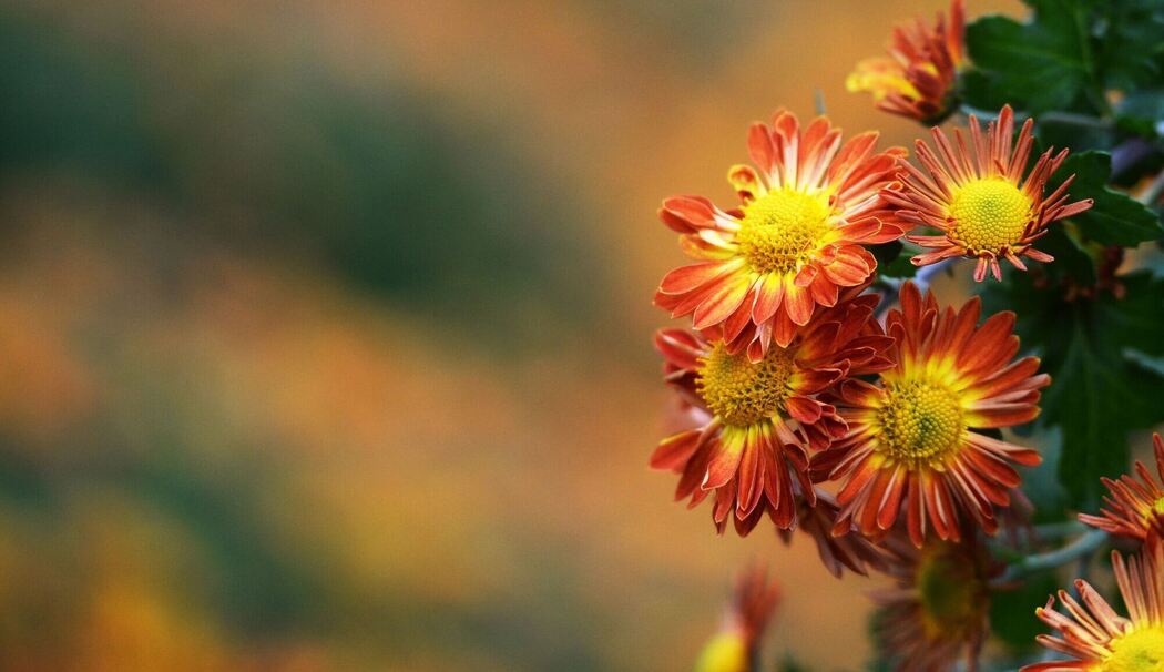 Blumenschau «Chrysanthema» in Lahr Blumenschau «Chrysanthema» in Lahr