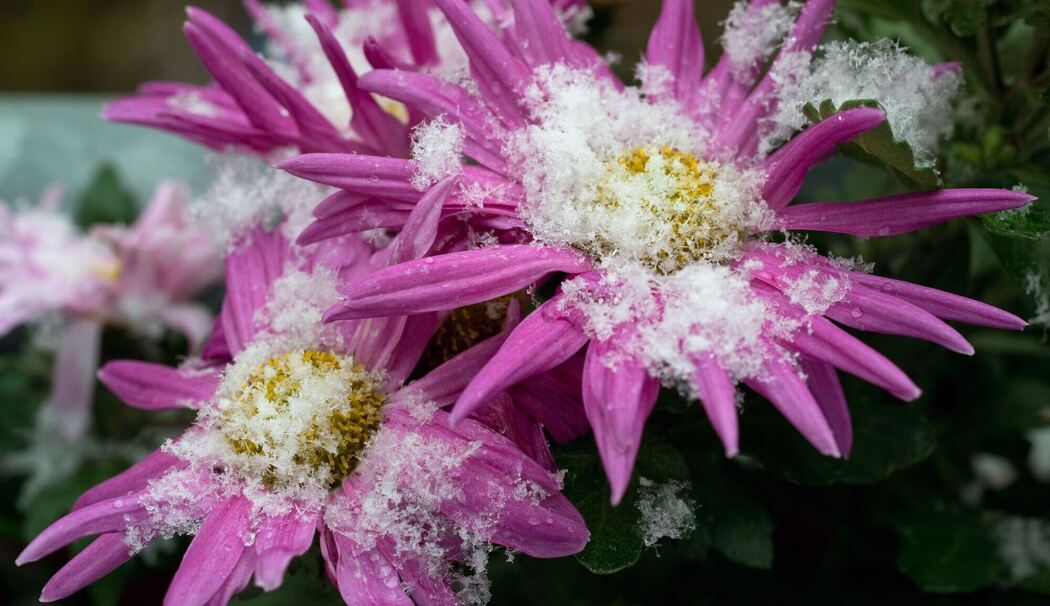Schnee liegt auf den Blüten von Chrysanthemen Schnee liegt auf den Blüten von Chrysanthemen