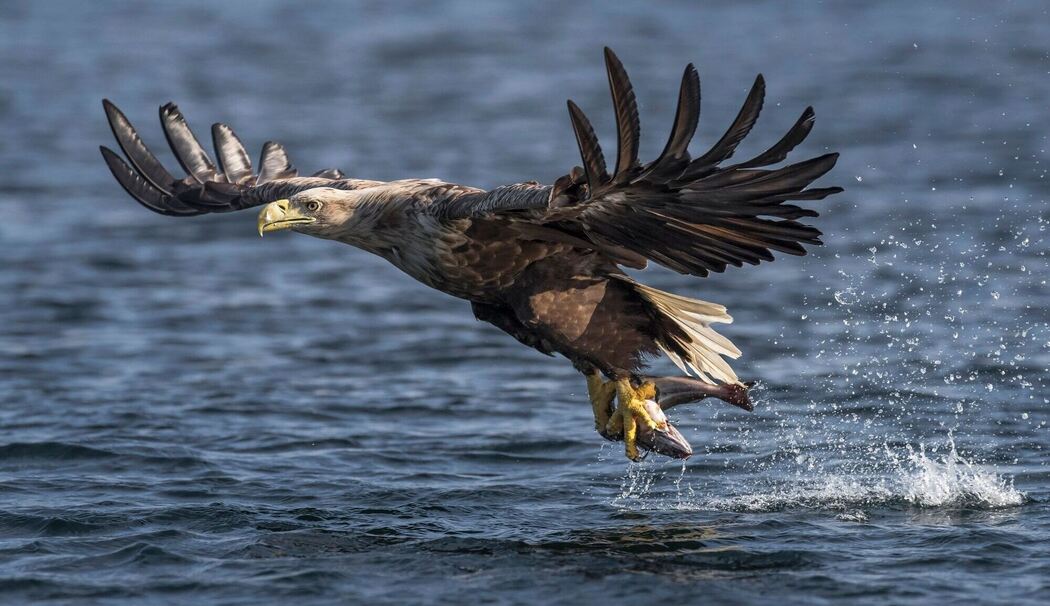 Seeadler im Nationalpark Nieuw Land