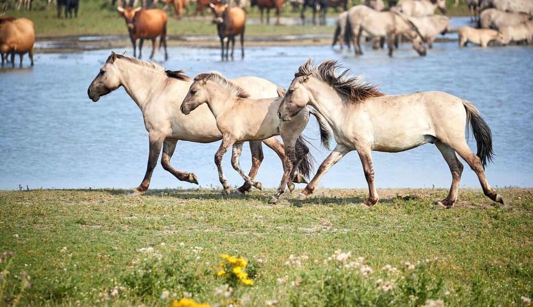 Konik-Pferde im Naturschutzgebiet Oostvaardersplassen