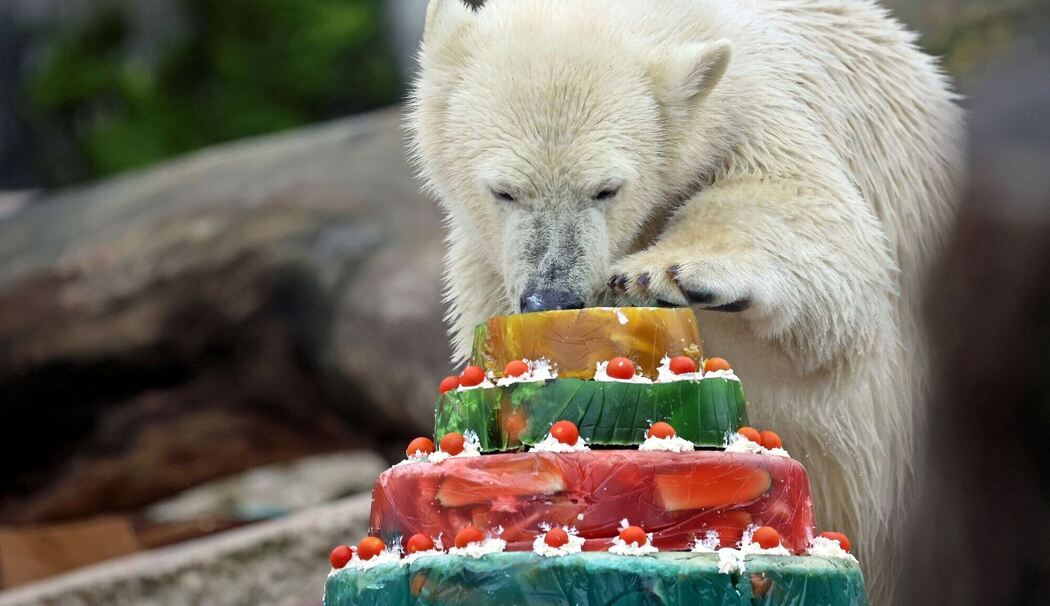 Eisbär Mika feiert Geburtstag