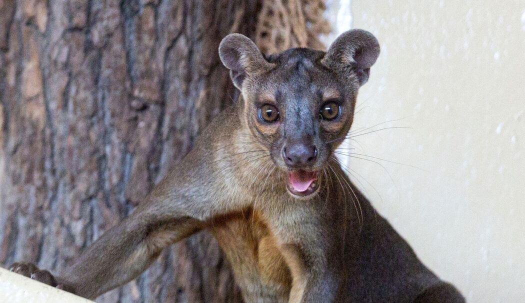 Fossas als neue Tierart im Zoopark Erfurt