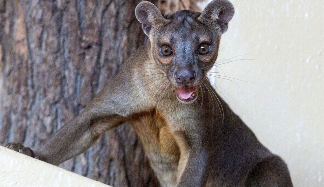 Fossas als neue Tierart im Zoopark Erfurt Fossas als neue Tierart im Zoopark Erfurt