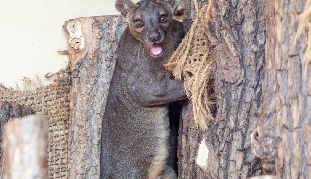 Fossas im Zoopark Erfurt Fossas im Zoopark Erfurt