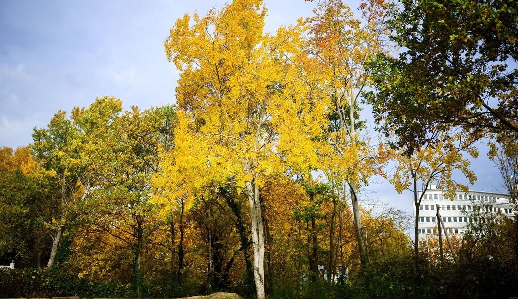 Zitterpappel Zitterpappel