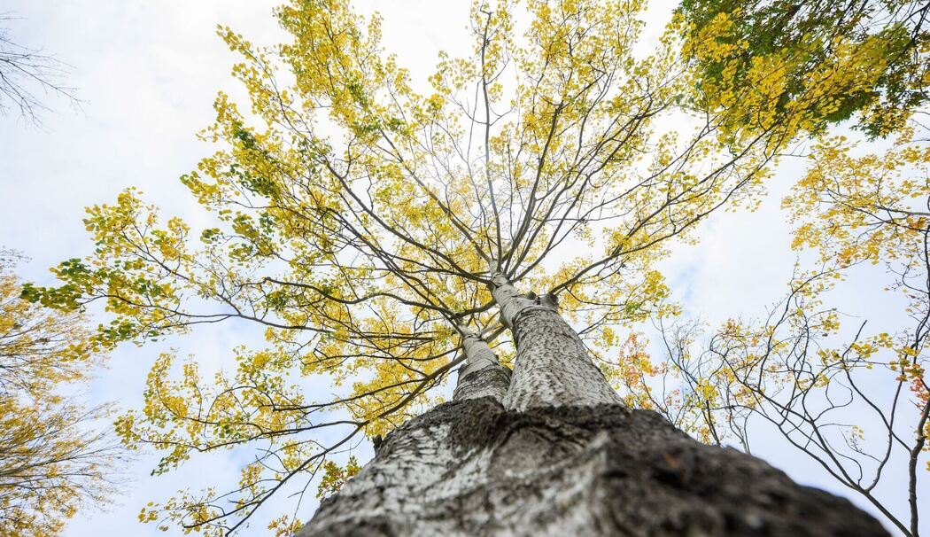 Zitterpappel Zitterpappel