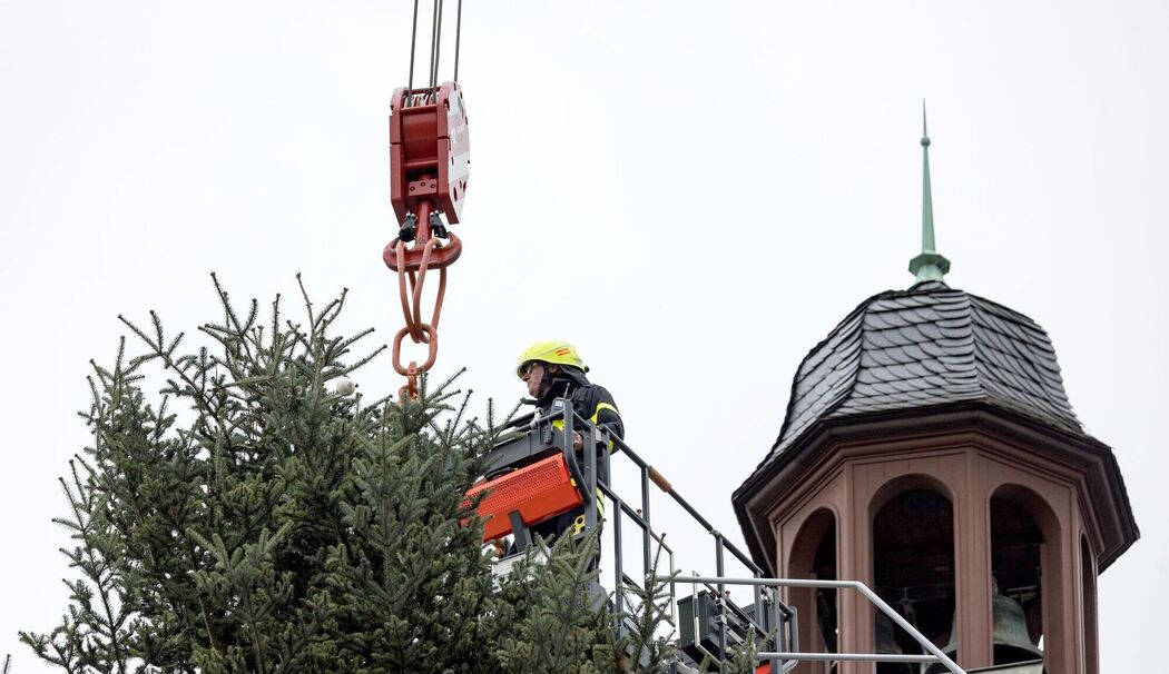 Weihnachtsbaum auf dem Frankfurter Römerberg wird aufgestellt