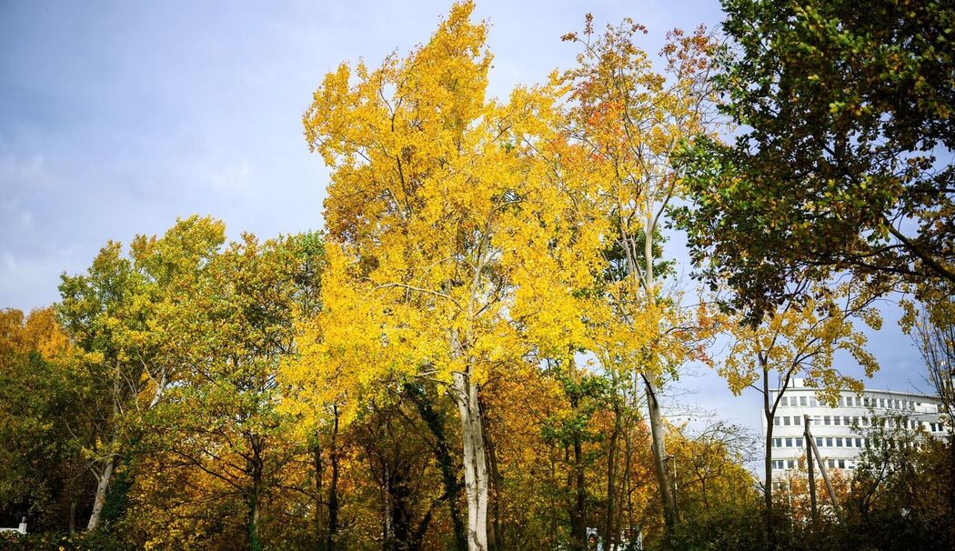 Zitterpappel Zitterpappel