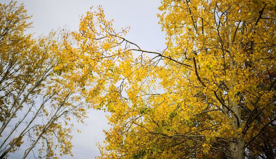 Zitterpappel Zitterpappel