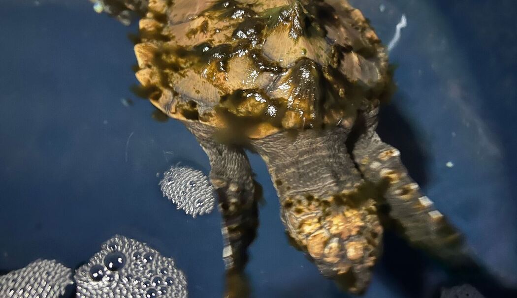 Meeresschildkröte auf Sylt gefunden Meeresschildkröte auf Sylt gefunden