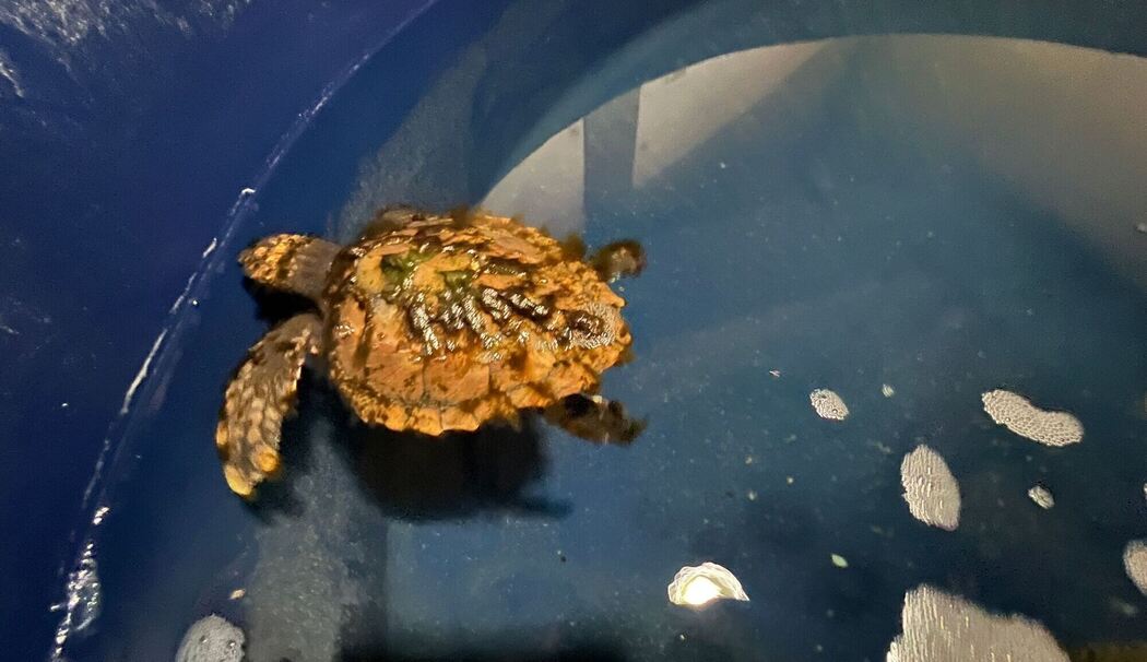 Meeresschildkröte auf Sylt gefunden Meeresschildkröte auf Sylt gefunden