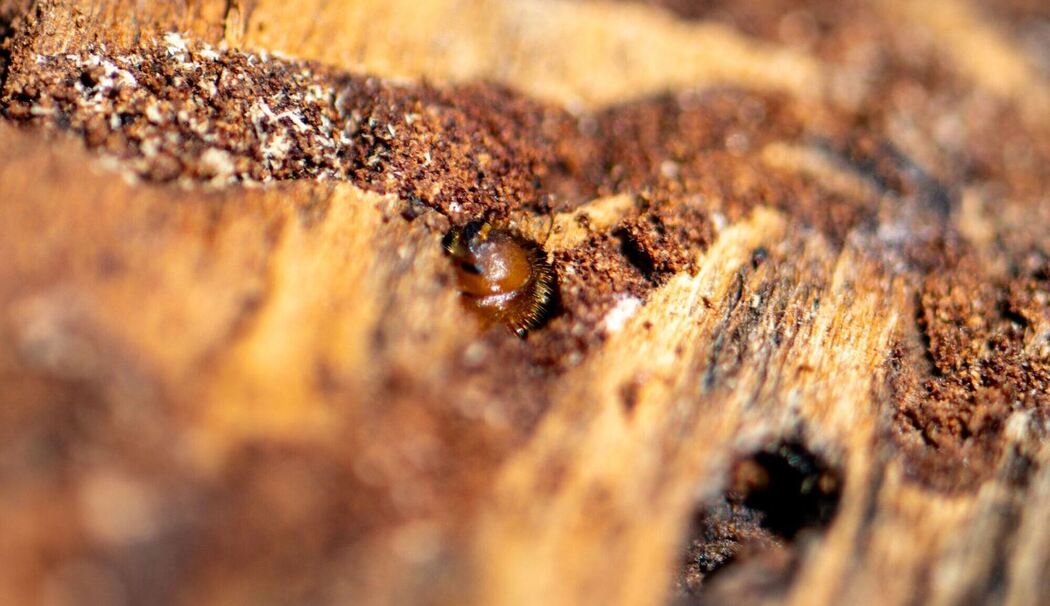 Borkenkäfer Borkenkäfer