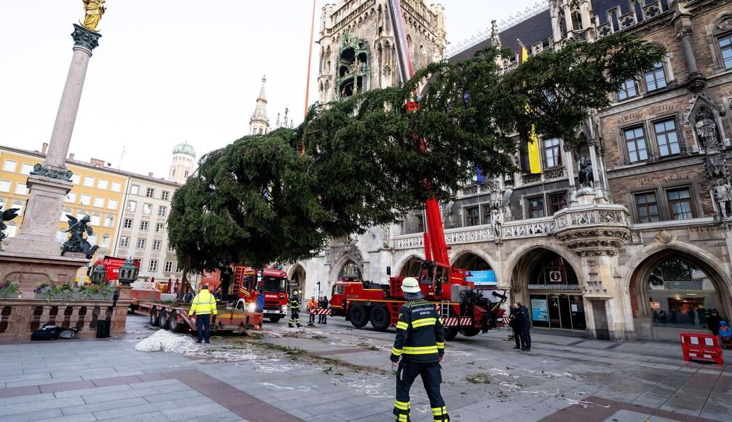 Christbaum auf dem Marienplatz Christbaum auf dem Marienplatz