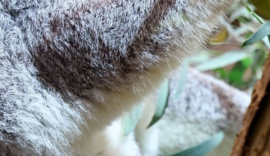 Nachwuchs bei den Koalas im Leipziger Zoo Nachwuchs bei den Koalas im Leipziger Zoo