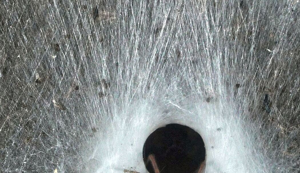 Griechenland: Spinnennetz in Höhle entdeckt Griechenland: Spinnennetz in Höhle entdeckt